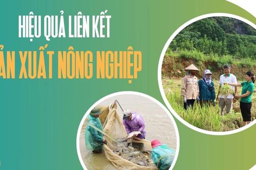 Hiệu quả liên kết sản xuất nông nghiệp