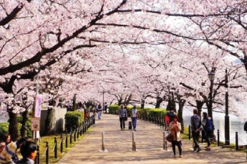 Điểm nóng du lịch Hokkaido 'vật lộn' với lượng khách quá tải