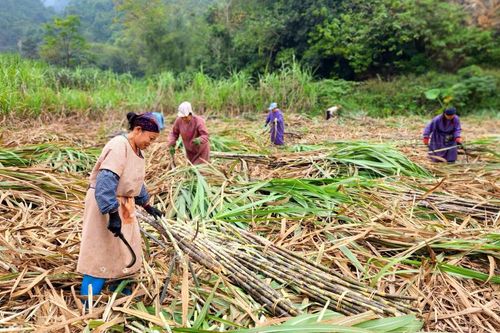 Quảng Hòa thu hoạch trên 176.000 tấn mía nguyên liệu