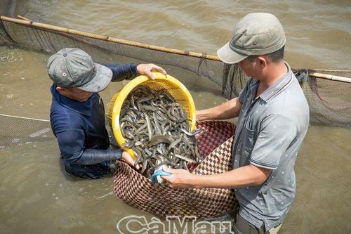 Thu hoạch cá kèo