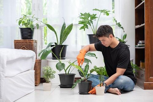 Những điều cần biết khi bón phân cho cây cảnh