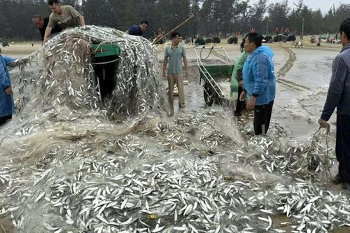 Hà Tĩnh: ngư dân trúng đậm mẻ cá trích nhưng tàu bị sóng đánh lật úp