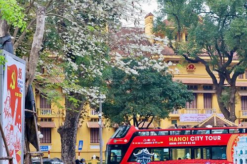 Hoa sưa trắng tinh khôi nhuộm phố phường Hà Nội