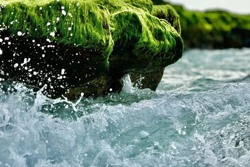 Mục sở thị mùa rêu xanh trên đảo Lý Sơn