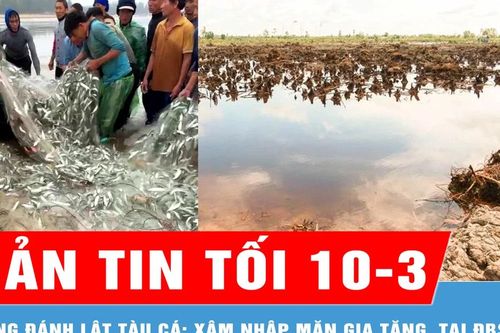 Bản tin tối 10-3: Vừa trúng đậm 1,5 tấn cá trích, tàu của ngư dân bị sóng đánh lật; ĐBSCL đối mặt xâm nhập mặn gia tăng
