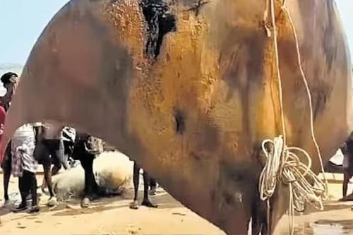 Bán 'quái ngư' khủng hơn 1.000 kg, ngư dân khóc ròng vì gặp họa