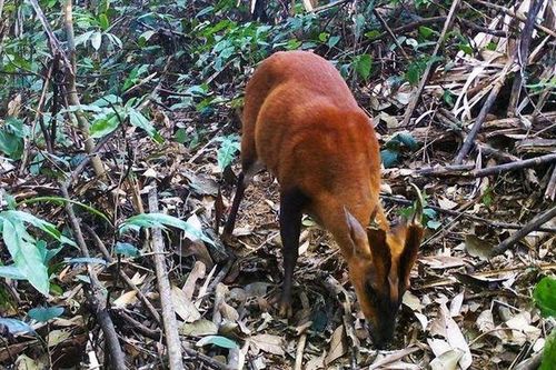 Đặt bẫy ảnh, phát hiện hàng đàn động vật quý 'hành quân' tại Thanh Hóa