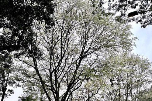 Hoa sưa nở trắng nhiều tuyến phố ở Hà Nội