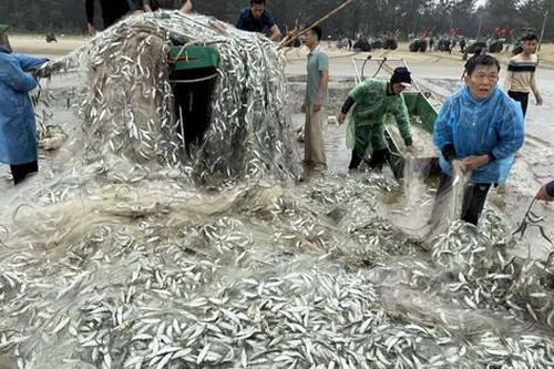 Vừa trúng đậm gần 1,5 tấn cá trích, tàu ngư dân bị sóng đánh lật