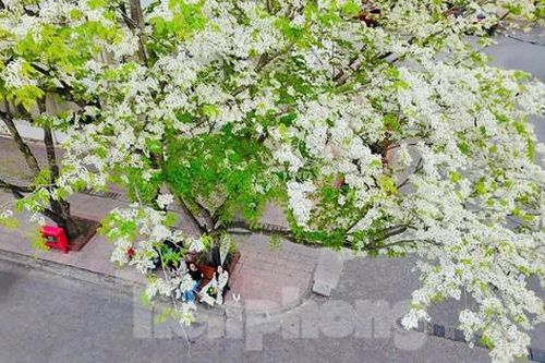 Mê mẩn ngắm hoa sưa nở trắng trời Hà Nội