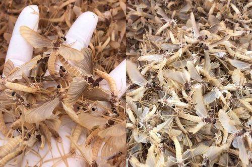 Côn trùng lạ được ví như đặc sản 'trời ban' ở Hà Nội, khách khen ngon hơn tôm