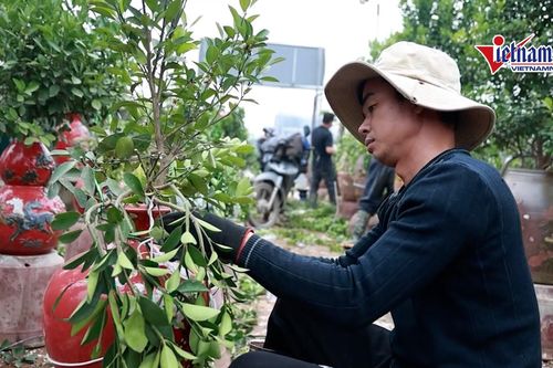 Nghề lạ làng Tứ Liên: 'Bẻ cây' kiếm tiền triệu mỗi ngày