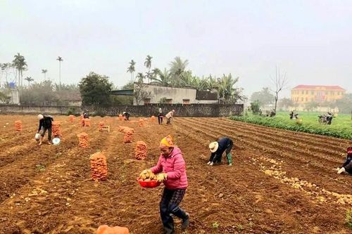 Nông dân Nghệ An thu hoạch khoai tây, thu về 150 triệu đồng/ha