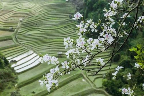 Lễ hội Hoa Ban 2025: Sản phẩm du lịch đặc biệt với nhiều điểm mới
