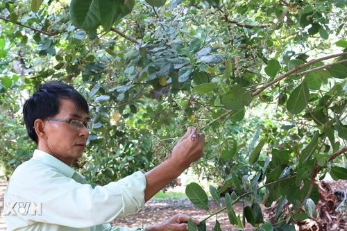 Bà Rịa-Vũng Tàu: Giá điều cao nhưng nông dân kém vui vì năng suất giảm mạnh