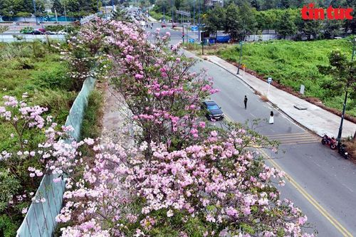 TP Hồ Chí Minh: Hoa kèn hồng khoe sắc say đắm lòng người