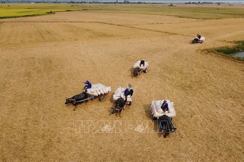 Mùa trâu kéo lúa ở Đồng Tháp
