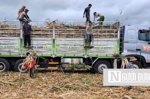 'Vàng xanh' hồi sinh vùng đất khô cằn của Gia Lai