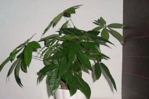 Đặt cây tài lộc ở những vị trí này trong nhà, không những không thu hút được của cải mà còn khiến gia chủ nghèo đi
