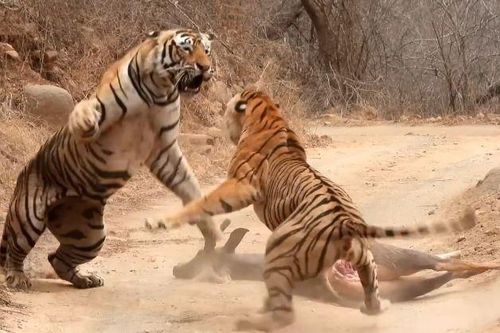 CLIP: Hổ cái liều lĩnh lao vào cướp mồi của con đực rồi đón nhận cái kết khó tin