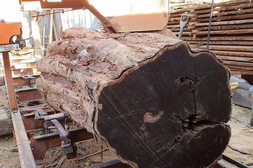 Đây là loại gỗ có màu đen đắt đỏ bậc nhất thế giới: Giá hơn 300 triệu đồng/m3, cây mất 60 năm mới trưởng thành