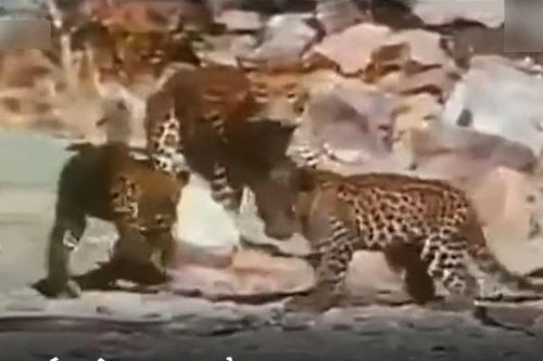 CLIP: 3 mẹ con nhà báo đốm tử chiến với rắn hổ mang 'khủng' và cái kết ít ai đoán được