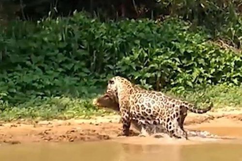 CLIP: Báo đốm phi xuống sông tóm gọn cá sấu và cái kết dễ hiểu