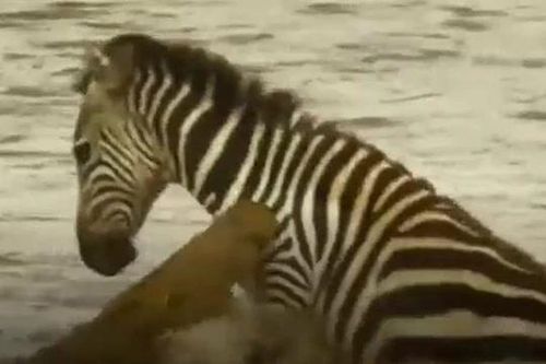 CLIP: Bị cá sấu ngoạm được, ngựa vằn vẫn có màn 'lội ngược dòng' ngoạn mục