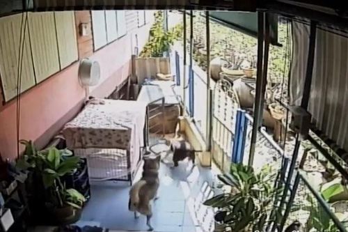 CLIP: Thấy rắn hổ mang bò vào nhà, chó Pitbull lao ra nghênh chiến và cái kết không ai đoán ra
