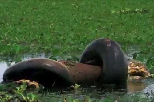 CLIP: Kinh hãi trước khoảnh khắc trăn anaconda xanh khổng lồ nuốt chuột lang nước lớn