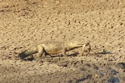 CLIP: Mặc kệ con mồi có nọc độc chết người, cá sấu vẫn dễ dàng tóm gọn rồi ăn thịt rắn mamba đen