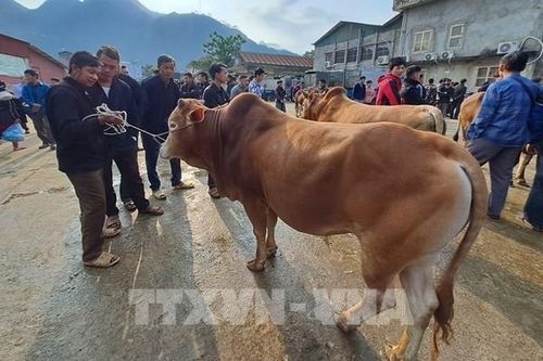 Thịt bò vàng Hà Giang vào các siêu thị lớn