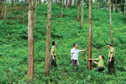 Đất lâm nghiệp vướng nhiều bất cập: Nông sản khó lọt vào EU