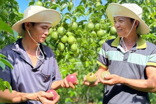 Giống chanh dây Đài Nông 1 Đức Điền: Chất lượng tốt, nguồn gốc rõ ràng