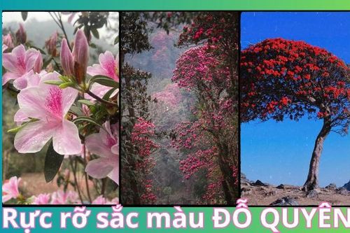 Rực rỡ sắc màu hoa đỗ quyên