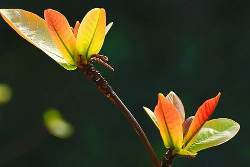 Đêm về sáng trời rét, vùng cao và núi cao rét đậm, rét hại