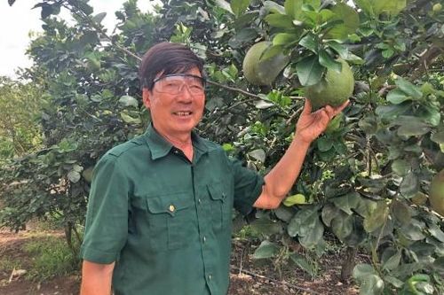 Tiên phong trồng điều trên đất dốc