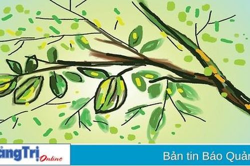 Màu hoa khế cổ tích