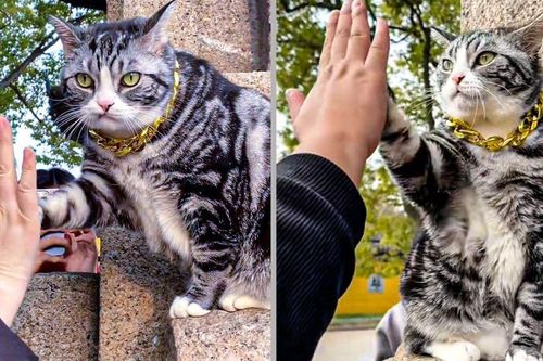 Chú mèo 'high-five' gây sốt tại ngôi đền ở Trung Quốc: Vừa đáng yêu, vừa mang lại may mắn cho du khách