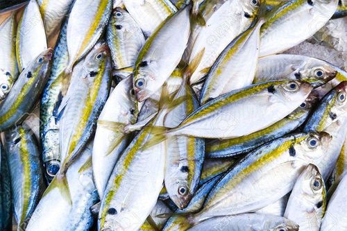 Cách nhận biết cá biển ướp urê