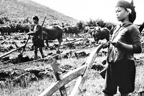 'Đường cày đảm đang'