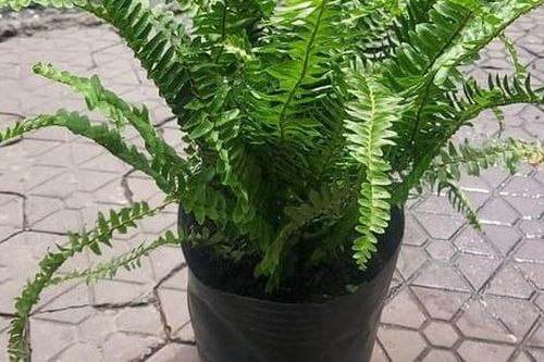Những loại cây xanh giúp loại bỏ chất độc hại có trong đồ nội thất nhà bạn