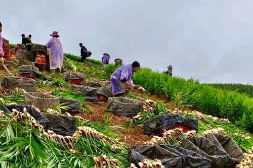 Người dân miền núi Nghệ An khốn khổ vì 'cây thoát nghèo', bán chẳng ai mua