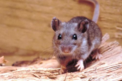 Hội chứng phổi do hantavirus nguy hiểm đến đâu?