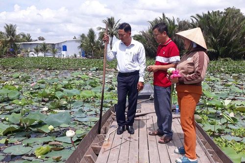Hiệu quả từ mô hình trồng sen ven sông tại Bạc Liêu