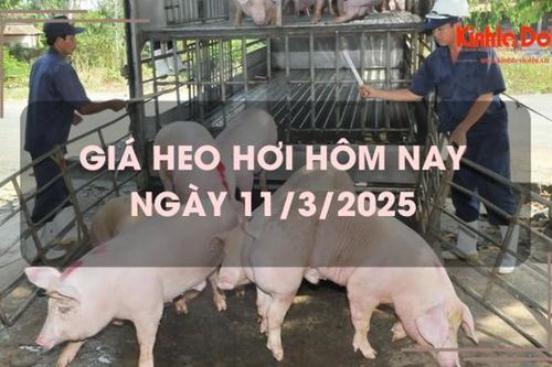 Giá heo hơi hôm nay 11/3: miền Nam tăng nhẹ 1.000 đồng/kg
