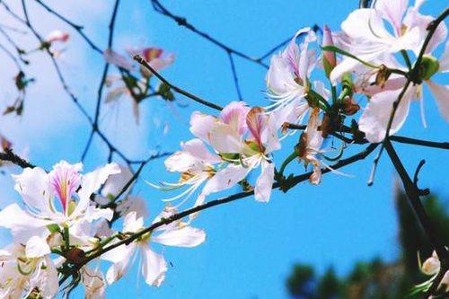 Điện Biên: sắp diễn ra Lễ hội Hoa ban 2025
