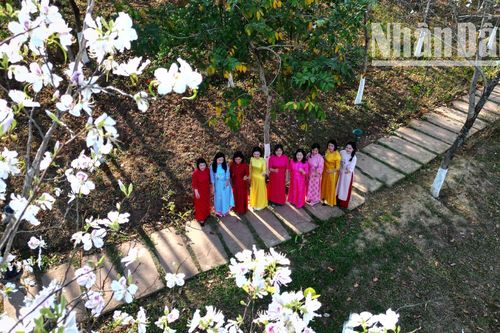Tháng 3, hoa ban khoe sắc núi rừng Sơn La