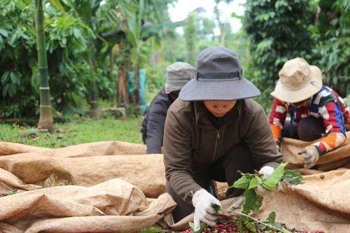 Kết nối, nâng tầm giá trị cà phê Việt