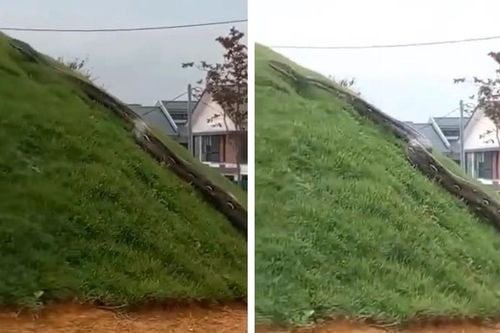 Đi dạo cho khỏe người, suýt vỡ tim vì đụng độ 'trăn tinh' khổng lồ